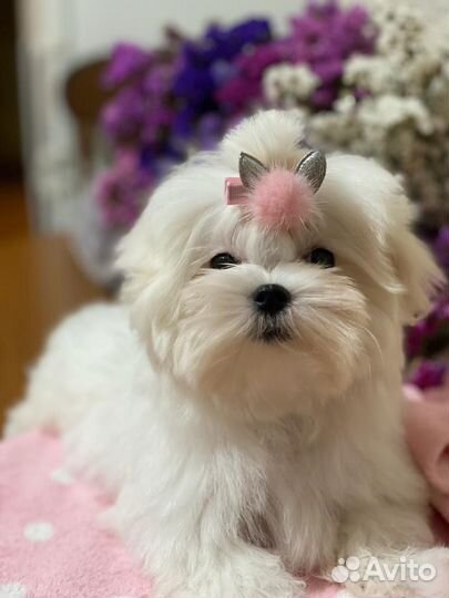 Мальтезе щенок