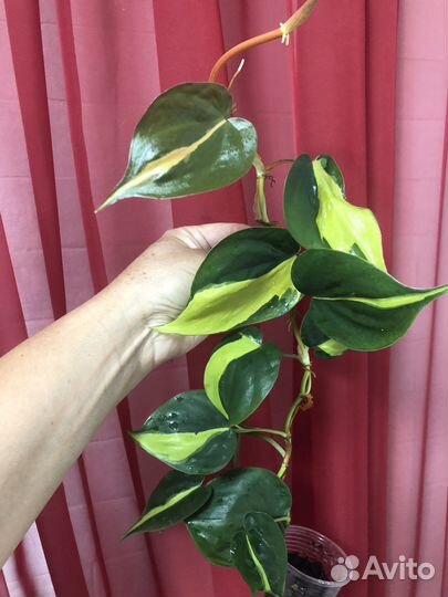 Филодендрон Бразил дарк найт