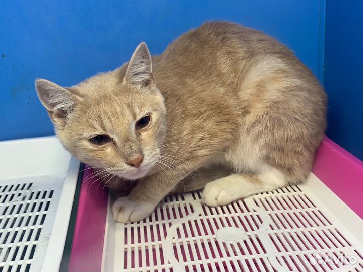 Кошка в дар