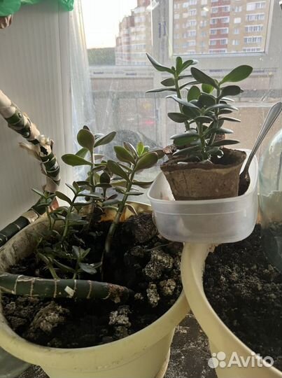 Толстянка денежное дерево отростки с корнями