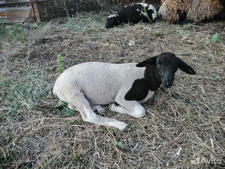 Бараны (дорперы)