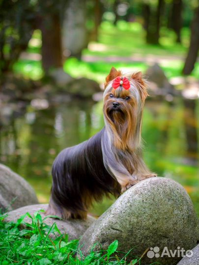 Мини чемпион для вязок