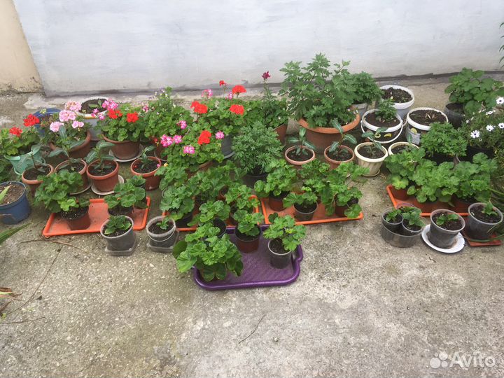 Многолетние цветы