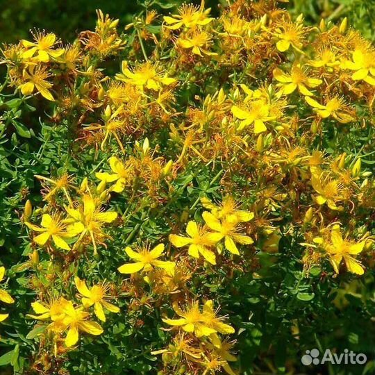 Зверобой обмен на Иван чай