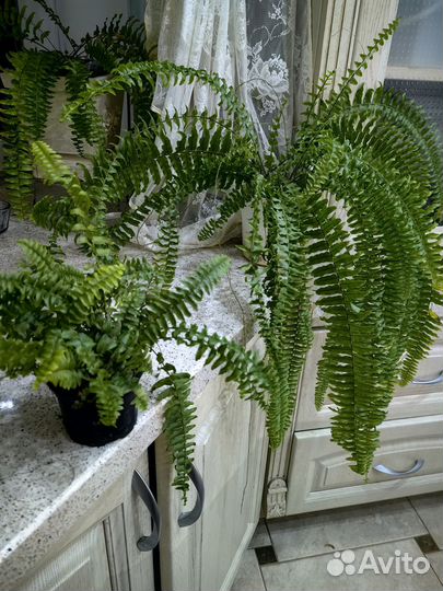 Папоротник домашний