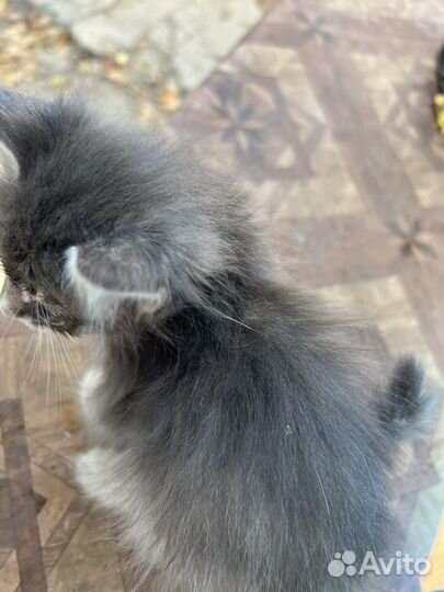 Кот и кошка