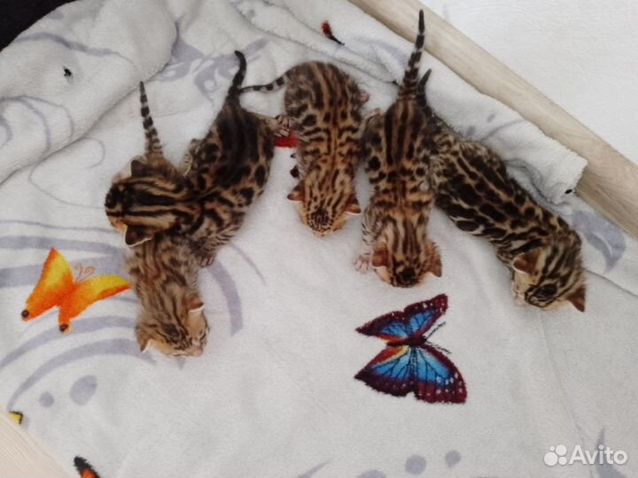 Бенгальские котята