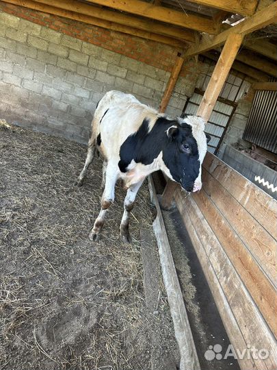 Крс быки телки