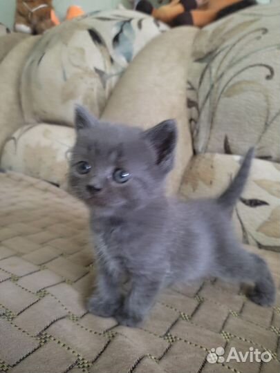 Британская