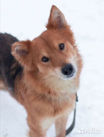 Собака в добрые руки отдам бесплатно