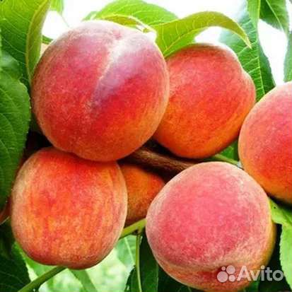 Саженцы персика