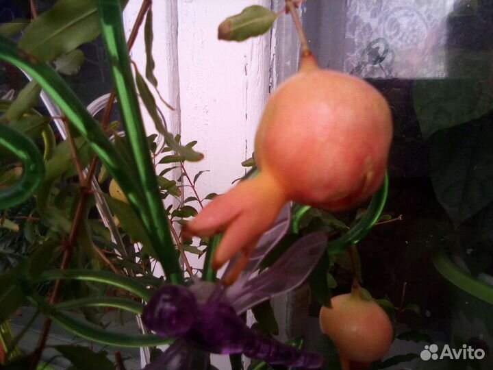 Гранат комнатный