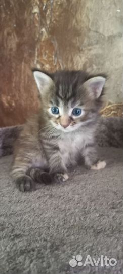 Котята мейн-кун