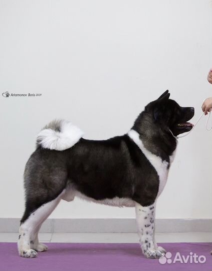 Американская акита жених вязка