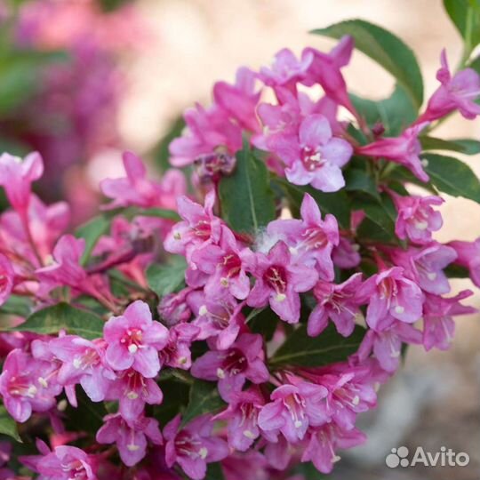 Многолетники для сада цветы