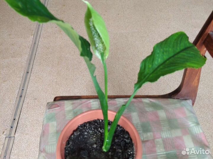 Гибискус, сингониум, спатиффилум