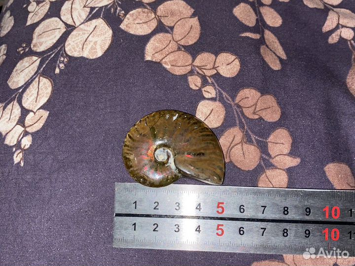 Окаменелости аммониты