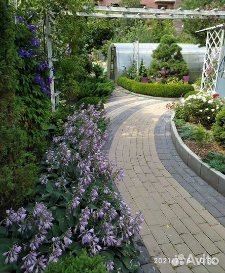 Малоуходные саженцы для сада