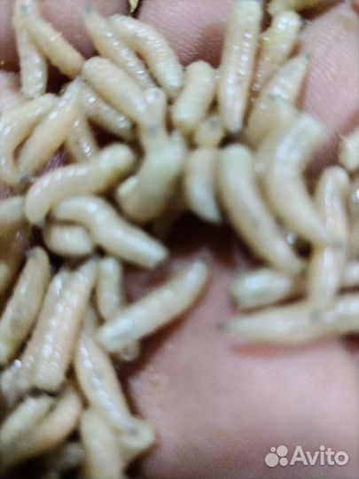 Опарыш опт и розница