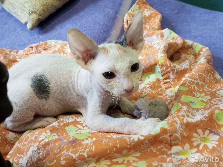 Донской сфинкс