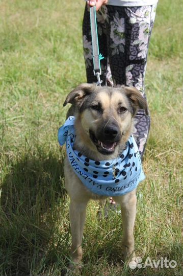 Собака в добрые руки отдам бесплатно