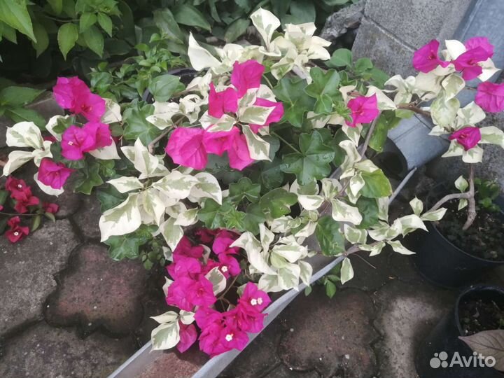 Бугенвиллия