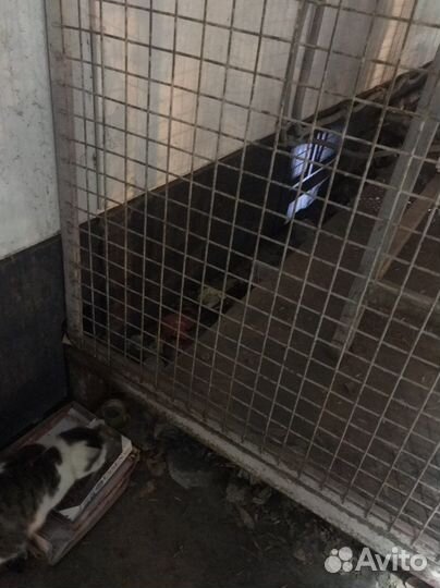 Отдам кота в добрые руки