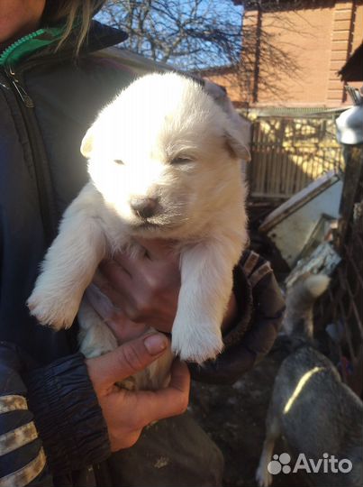 Щенки хаски