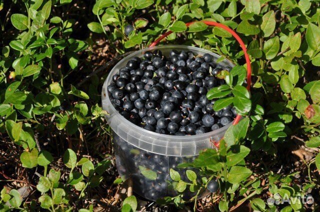 Сбор черники лесной (из экологическичистой зоны)