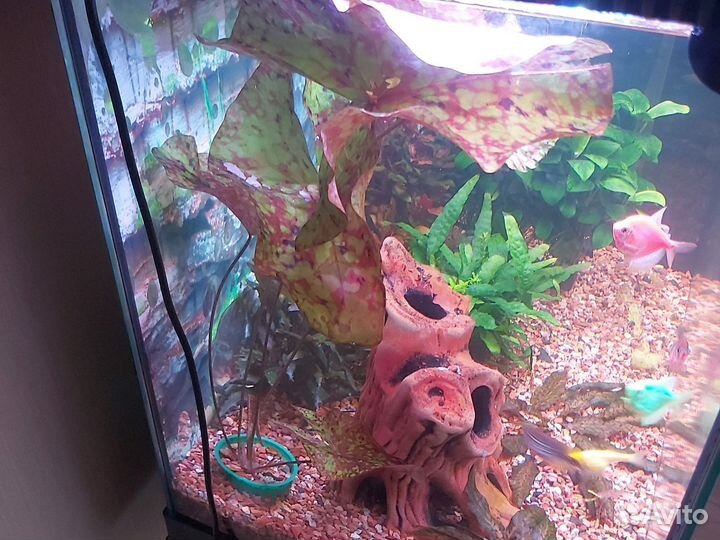 Нимфея Микранта Аквариумные растения