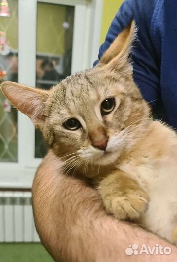 Кошка чаузи ф1