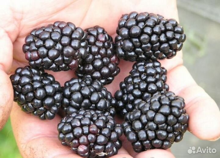 Ежевика крупноплодная