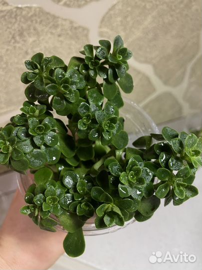 Аихризон дерево любви