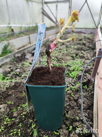 Пион древовидный и травянистый