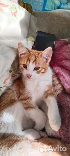 Ласковый котенок