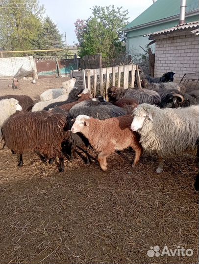 Овцы бараны ягнята оптом