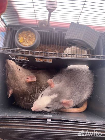 Крыса дамбо