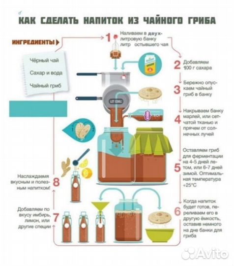 Чайный гриб комбуча