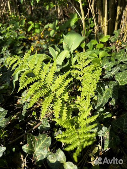 Растения цветы для сада