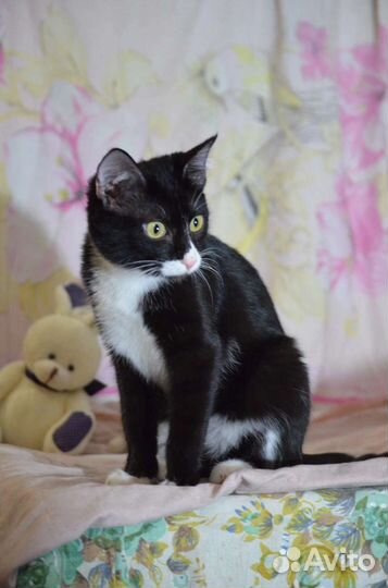 Кира ищет дом