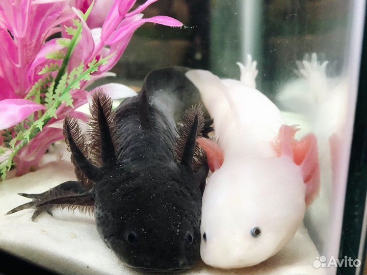 Рыбки в розницу,без посредников