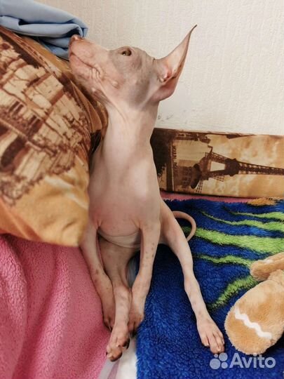 Агт-Мини Американский Голый Терьер щенки