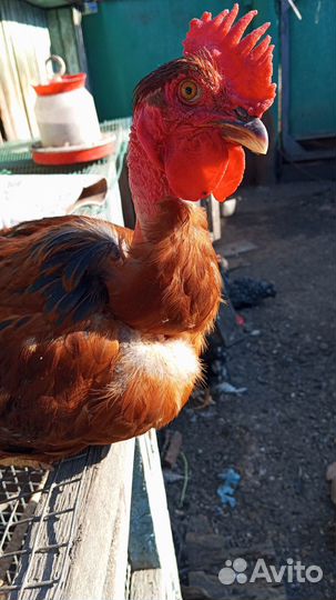 Продам петушков