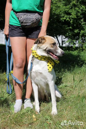 Скарлетт-дружелюбная, мололая собачка ищет дом