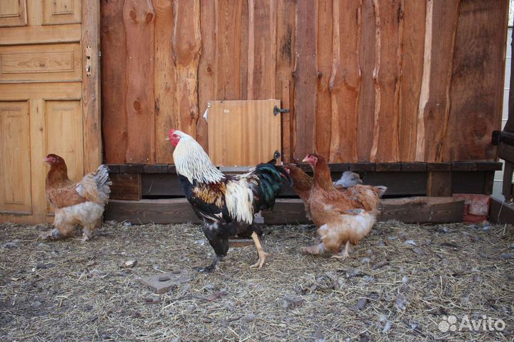 Цыплята породы брама