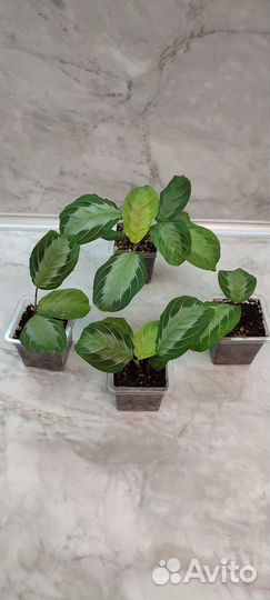 Маранта Эмерал Бьюти