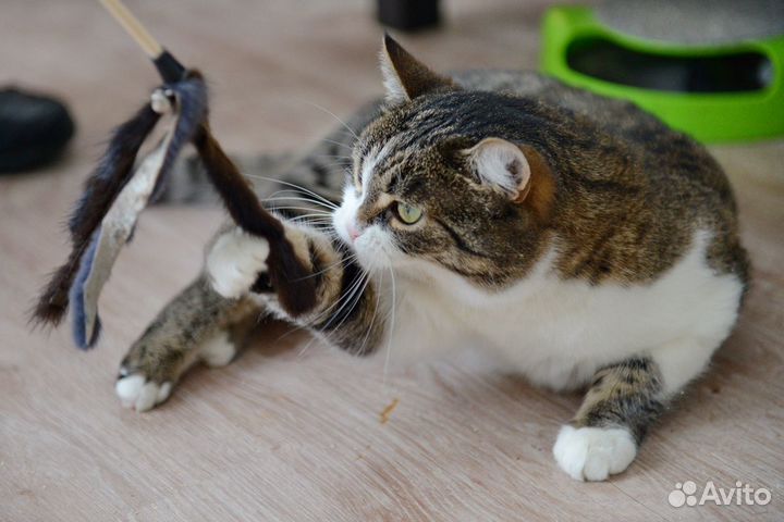 Помпончик из приюта ищет семью