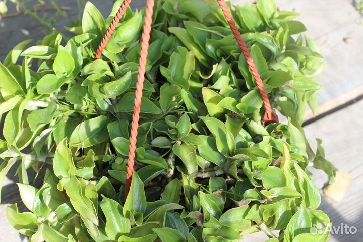 Комнатные цветы традесканция