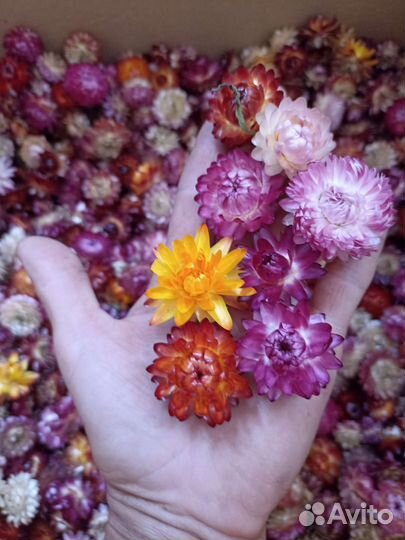 Гелихризум