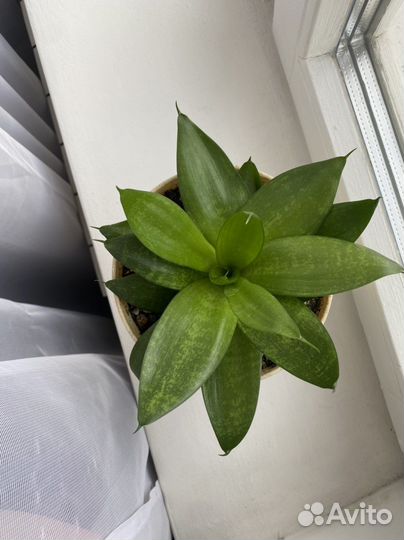 Сансевиерия